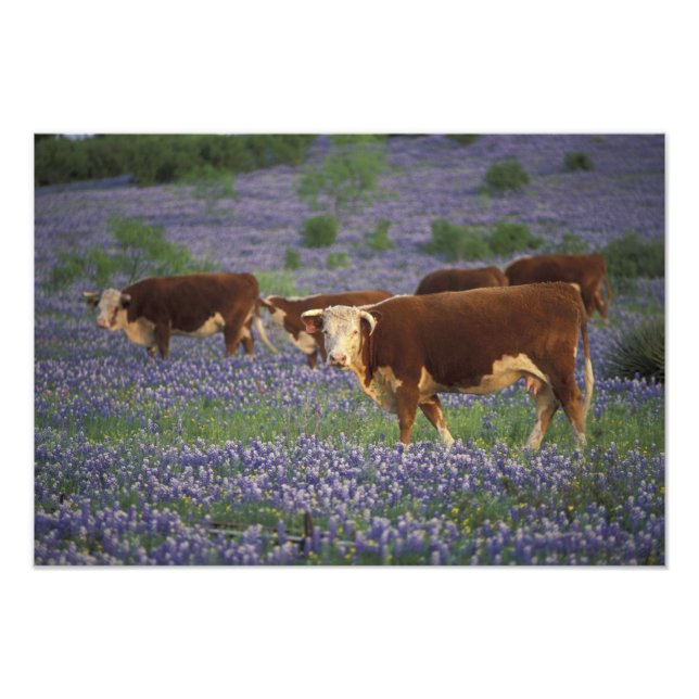 Impression Photo États-Unis, Texas, Texas Hill Country, Hereford (Devant)