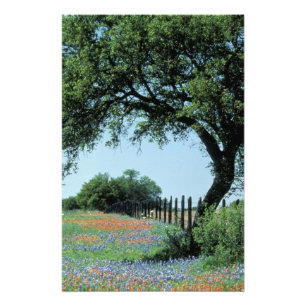 Impression Photo États-Unis, Texas, Texas Hill Country Paintbrush 