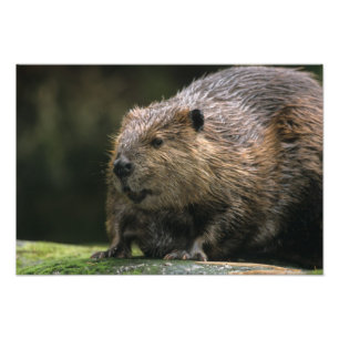 Impression Photo États-Unis, Washington, Northwest Trek. Beaver