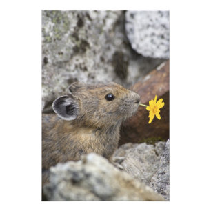 Impression Photo États-Unis, Washington, Parc national des North Ca