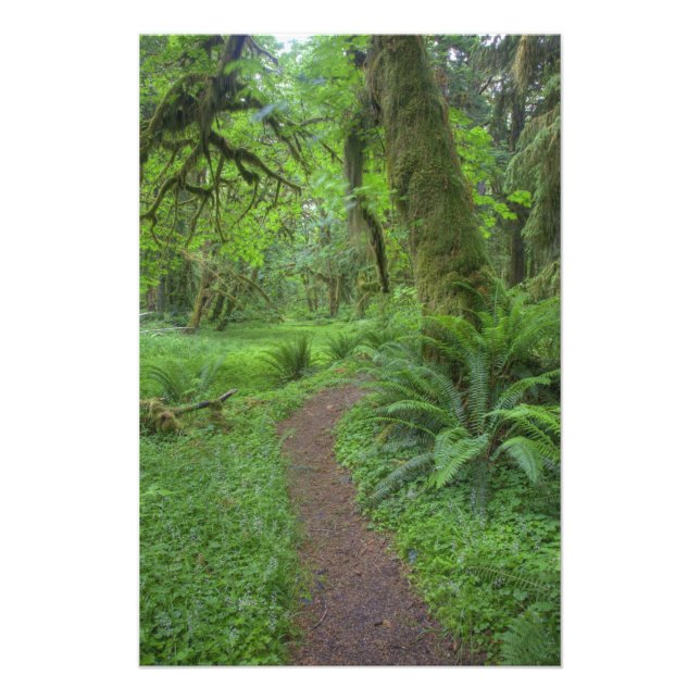 Impression Photo États-Unis, Washington, Parc national olympique, (Devant)