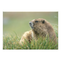États-Unis, Washington, Parc national Olympique, M