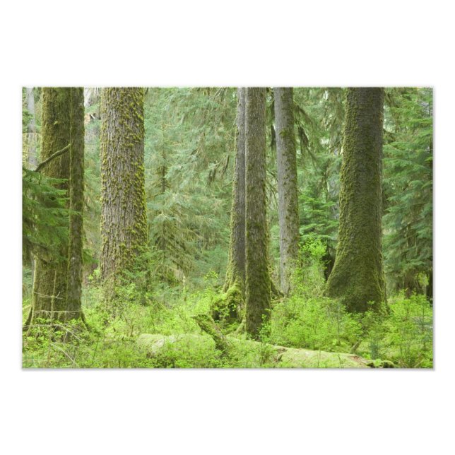 Impression Photo États-Unis, Washington, Parc national olympique, p (Devant)