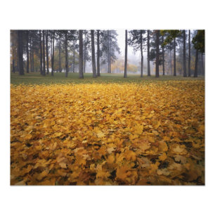 Impression Photo États-Unis, Washington, Spokane, Manito Park, Auto