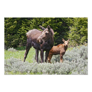 Impression Photo États-Unis, Wyoming, montagnes Bighorn, élan Alces