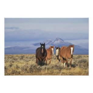 Impression Photo États-Unis, Wyoming, près du groupe de chevaux de