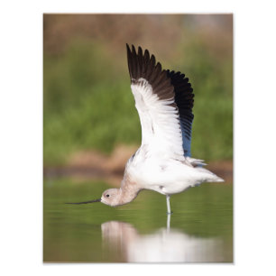 Impression Photo Étendue Avocet américaine