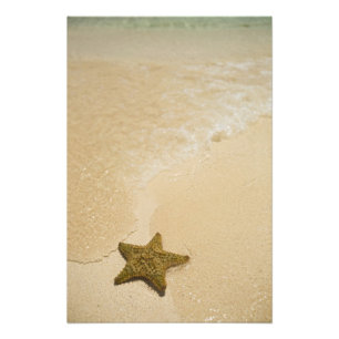Impression Photo Étoile de mer sur une plage de sable, Gibbs Cay La