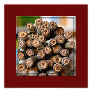 Impression Photo Etoiles le long du Rio Grande Cotton Wood Trees