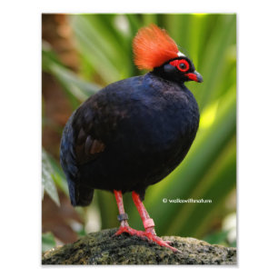 Impression Photo Étonnant Roul-Roul Crested Bois Partridge Oiseau