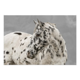 Impression Photo Étonnante gélatine appaloosa