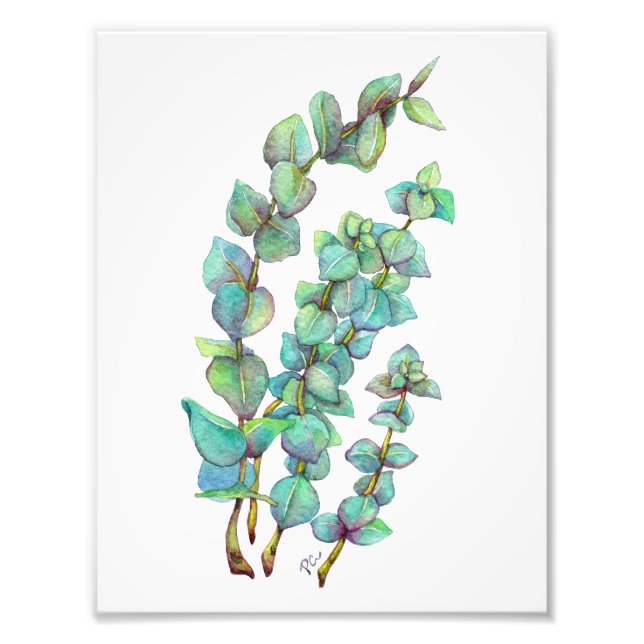 Impression Photo Eucalyptus 02 (Devant)