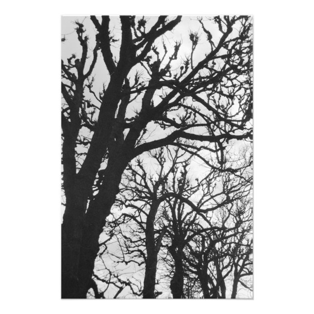 Impression Photo Europe, France, Paris. Les arbres d'hiver, Marco (Devant)