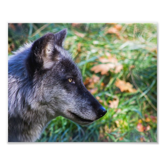 Impression Photo Face de loup de bois (Devant)