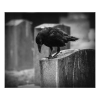 Falln Cemetery Crow