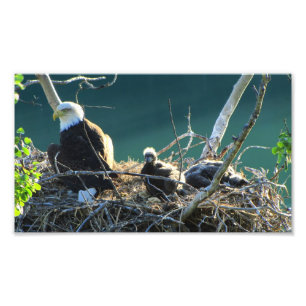 Impression Photo Famille de BEF Eagle chauve