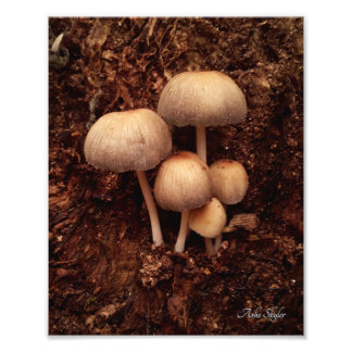 Impression Photo Famille de champignons