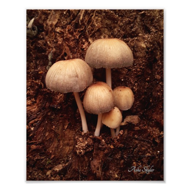 Impression Photo Famille de champignons (Devant)