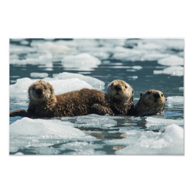 Impression Photo Famille de loutres de mer (Devant)