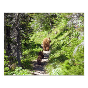 Impression Photo Famille d'ours Brown