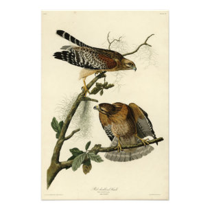 Impression Photo Faucon à épaulettes - Audubon's Birds of America