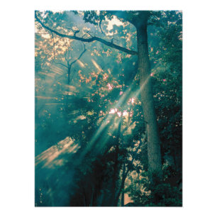 Impression Photo Fées dans la forêt