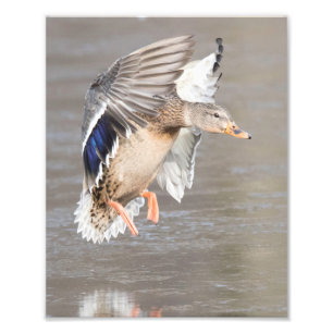Impression Photo Femelle Hen Mallard Canard Atterrissant En Hiver S