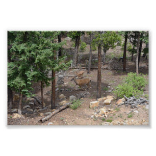 Impression Photo Femme Mule Deer et Fawn