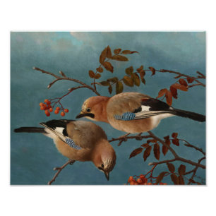 Impression Photo Ferdinand von Wright - Jays