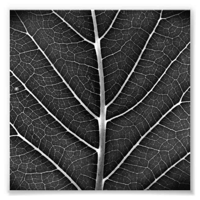 Impression Photo Fermeture de la feuille brillante noire et blanche (Devant)