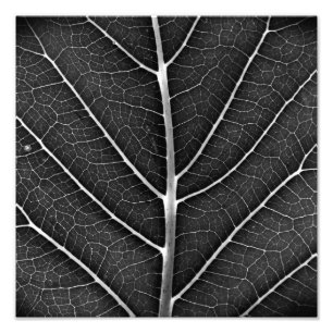Impression Photo Fermeture de la feuille brillante noire et blanche