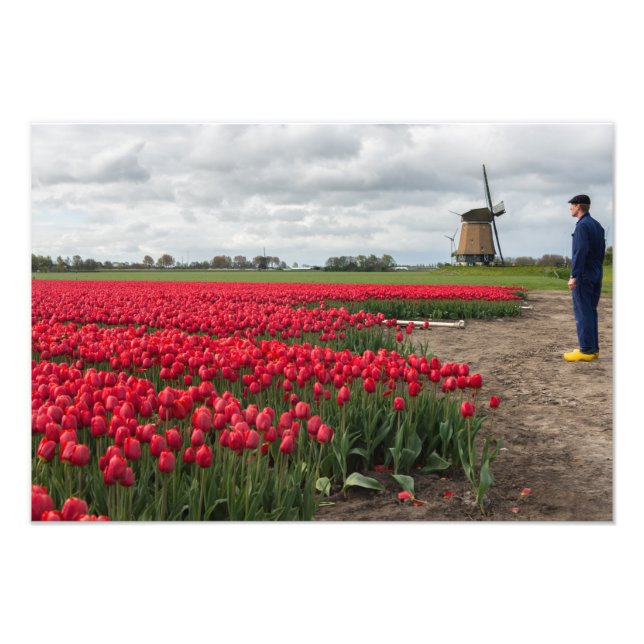 Impression Photo Fermier inspectant ses tulipes et son moulin à ven (Devant)