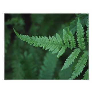 Impression Photo Fern