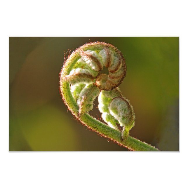 Impression Photo Fern Fiddlehead (Devant)