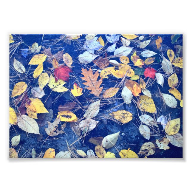 Impression Photo Feuille à la dérive (Devant)