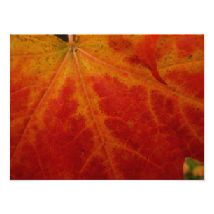 Impression Photo Feuille d'érable rouge Abstraite Automne Photograp