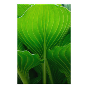 Impression Photo Feuille Hosta verte