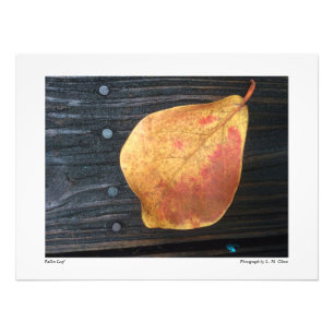 Impression Photo Feuille tombée