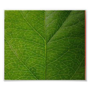 Impression Photo Feuille verte