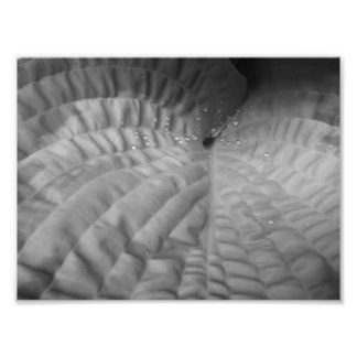 Impression Photo Feuilles Abstraites et gouttes d'eau-B&W