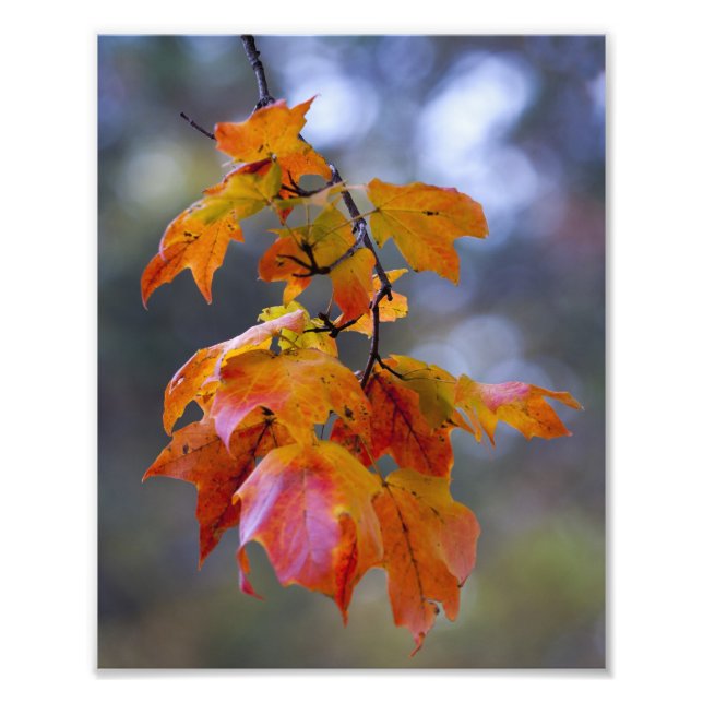 Impression Photo Feuilles d'automne (Devant)