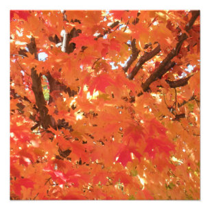 Impression Photo Feuilles d'automne 1