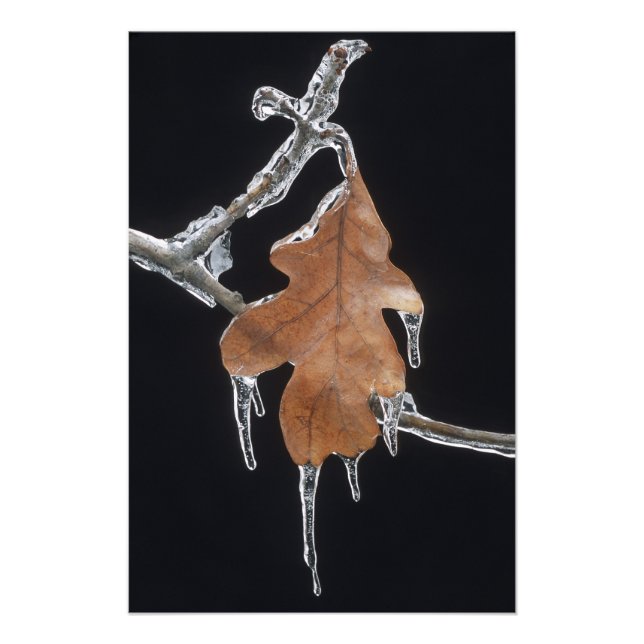 Impression Photo Feuilles de chêne avec faucilles de glace après la (Devant)