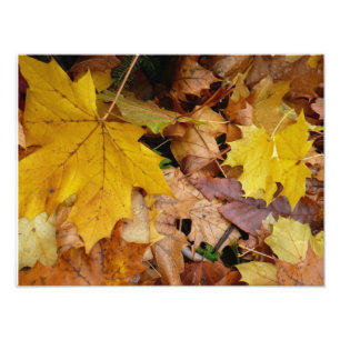 Impression Photo Feuilles de Érable Tombées Jaune Automne Nature