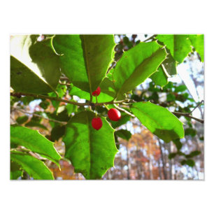 Impression Photo Feuilles de houx II Nature botanique de vacances