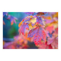 Feuilles d'érable japonais colorés