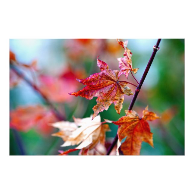 Impression Photo Feuilles d'érable japonais majestueux (Devant)