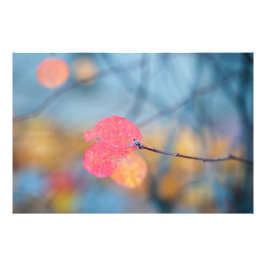 Impression Photo Feuilles étonnants de Cotonou