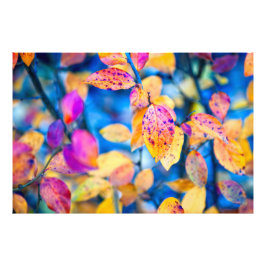 Impression Photo Feuilles fascinants de Cotonou