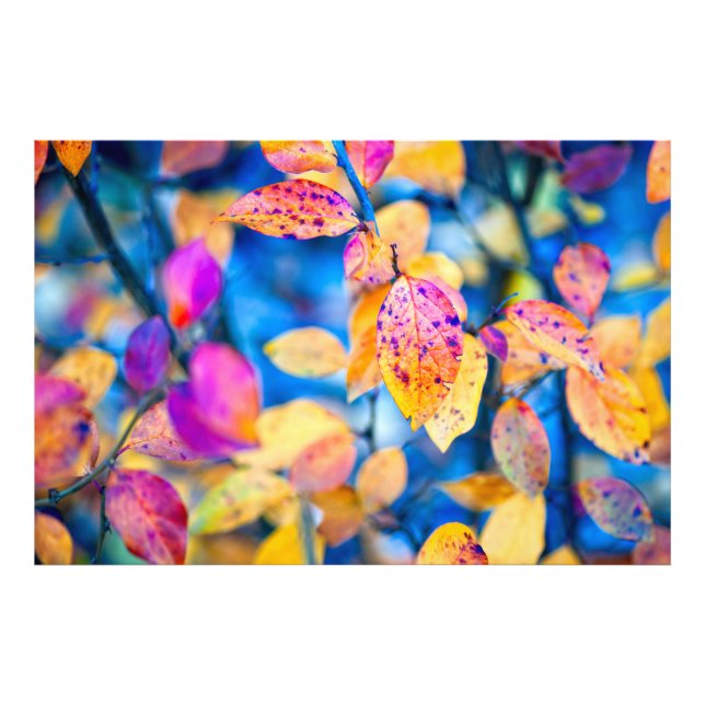 Impression Photo Feuilles fascinants de Cotonou (Devant)